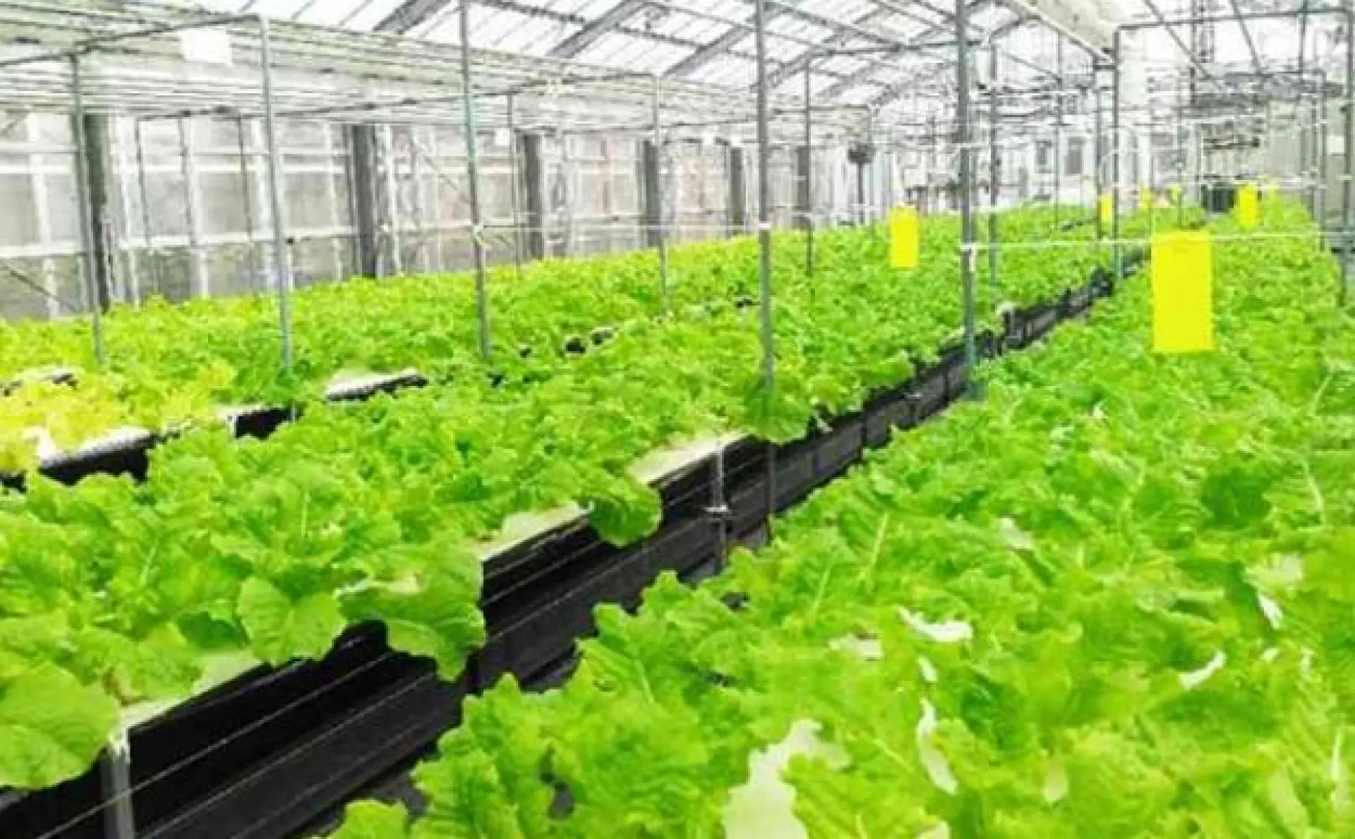 Tuyển 2 nữ làm nông nghiệp tại Đài Loan