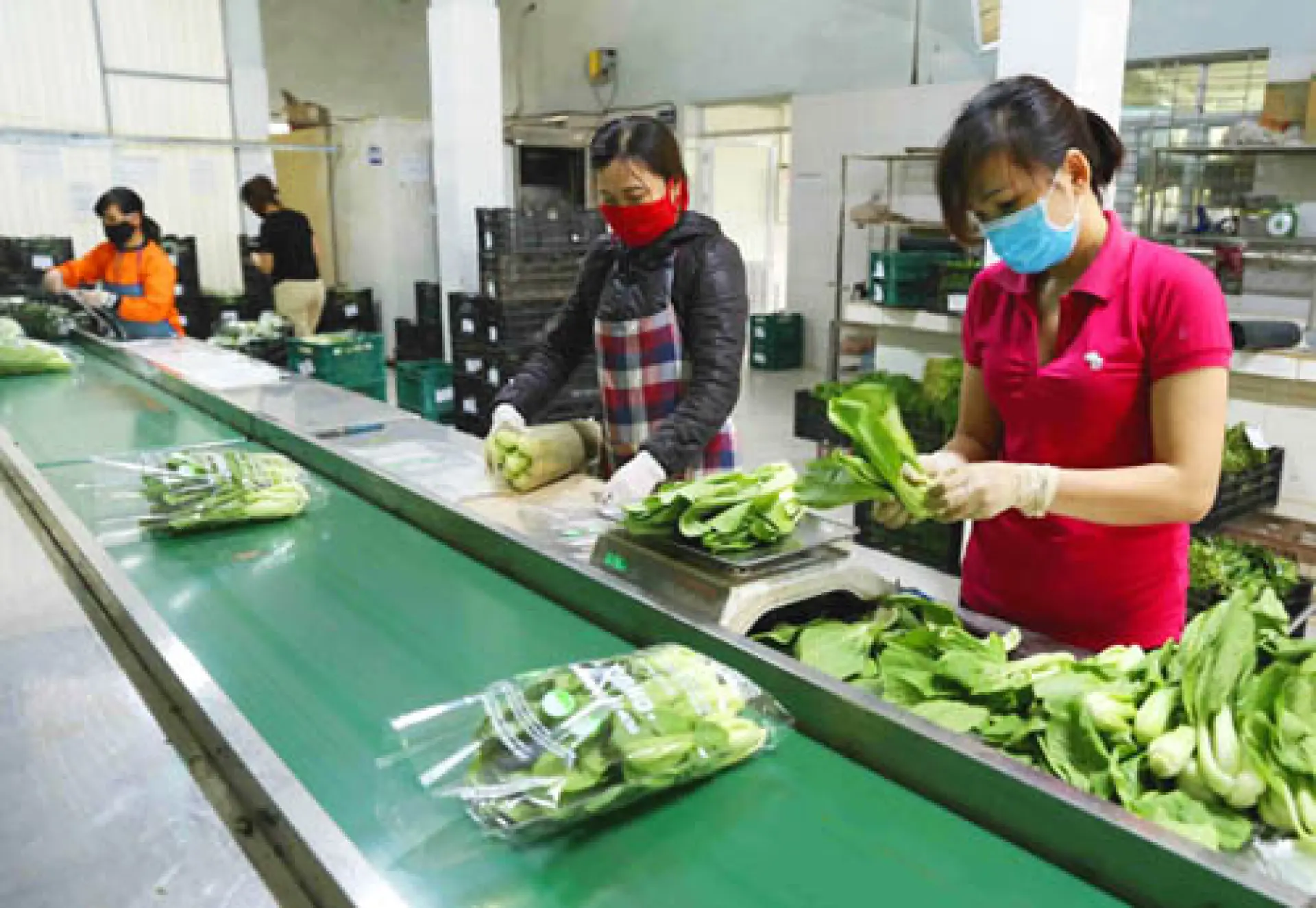 Tuyển 2 Người đóng gói rau củ quả