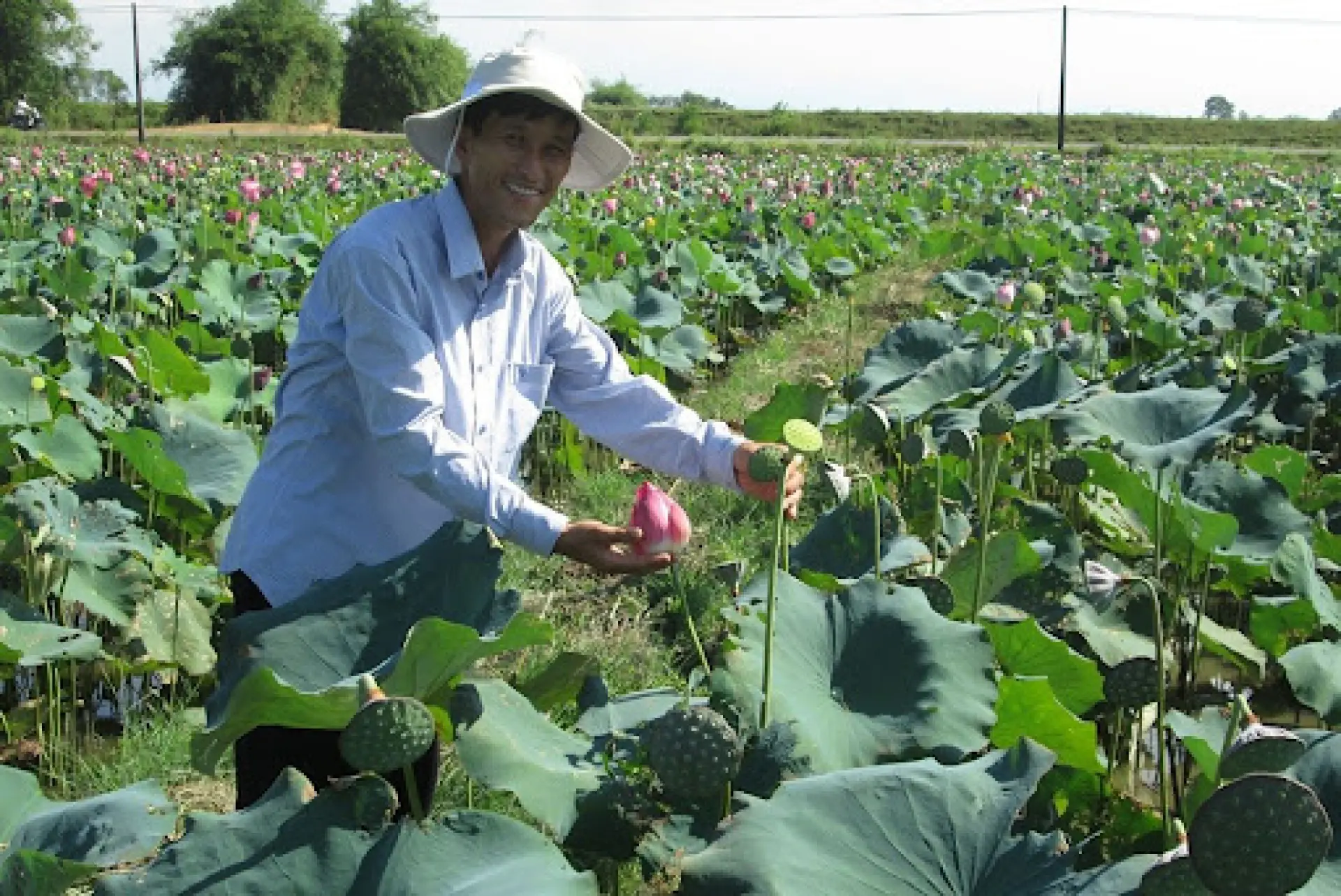 Tuyển 21 nam trồng sen tại Ibaraki
