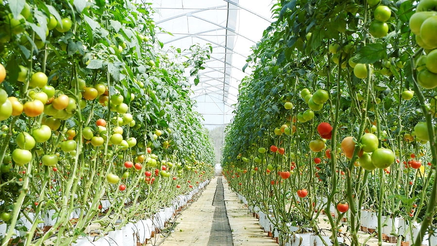 Tuyển 3 Nữ trồng cà chua